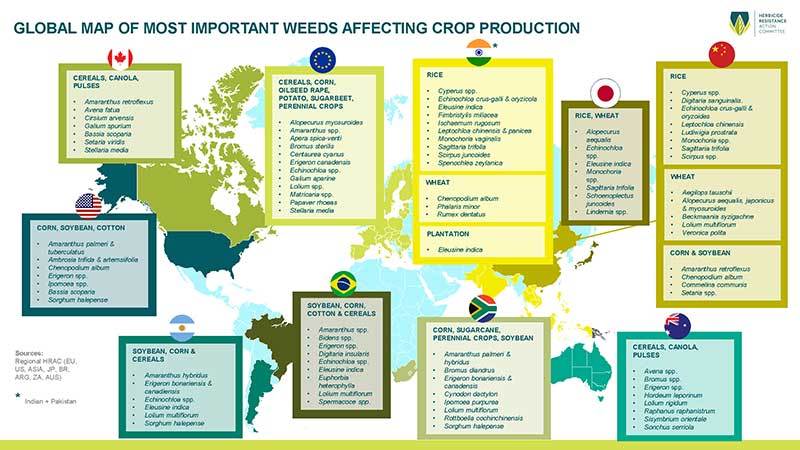 global-map-weeds-thumbnail.jpg#asset:13782
